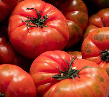 media/image/tomaten-pappa-al-pomodoro.jpg